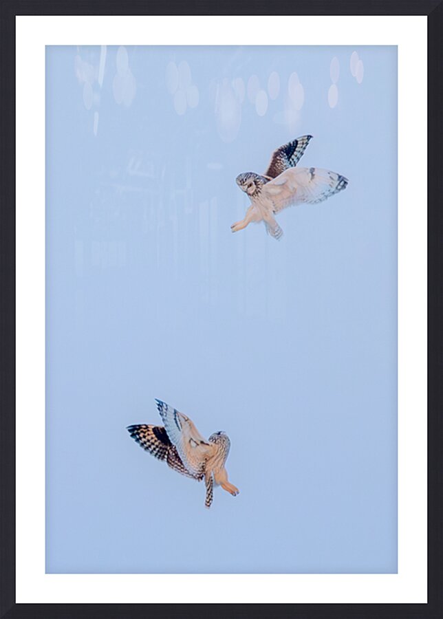 Short eared Owls Picture Frame print