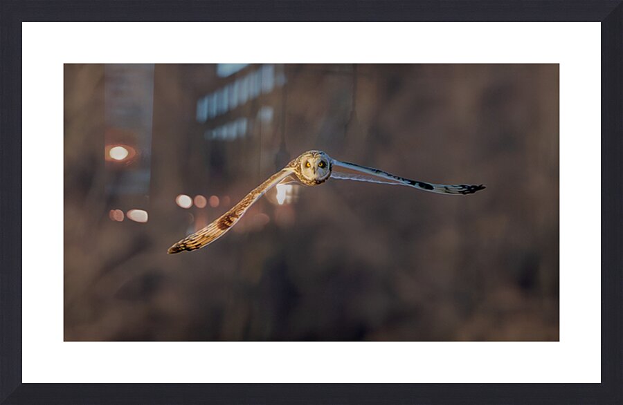 Short eared Owl Picture Frame print