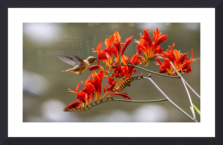 Rufous Hummingbird Picture Frame print