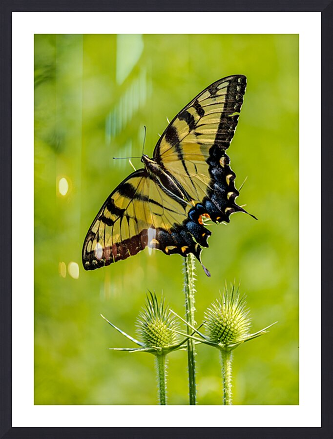 Swallowtail Picture Frame print