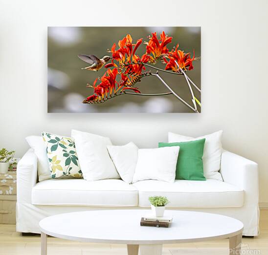 Rufous Hummingbird Reproduction