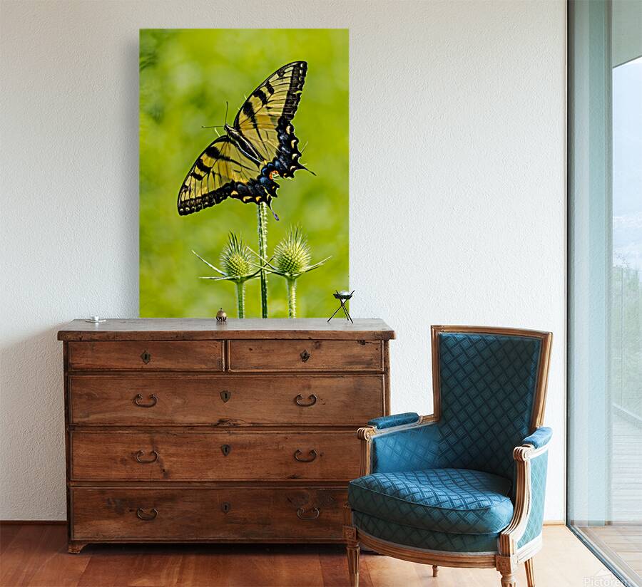 Swallowtail Reproduction