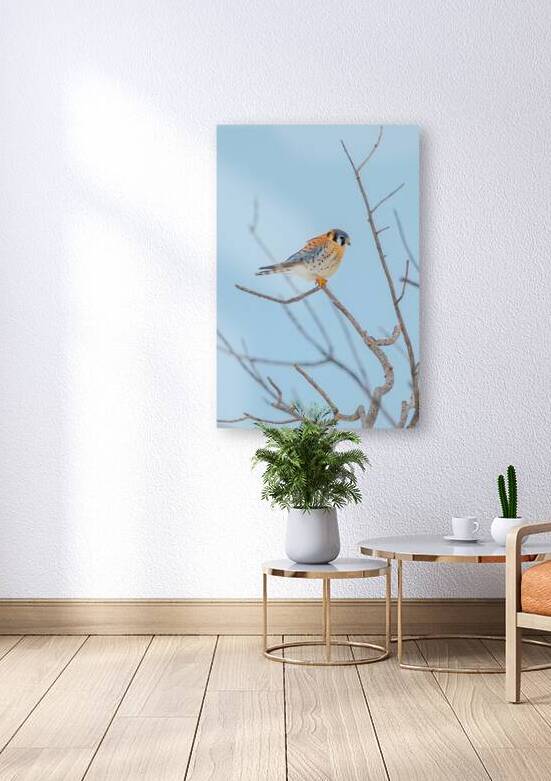 American Kestrel 1 by 3rd Street Photography
