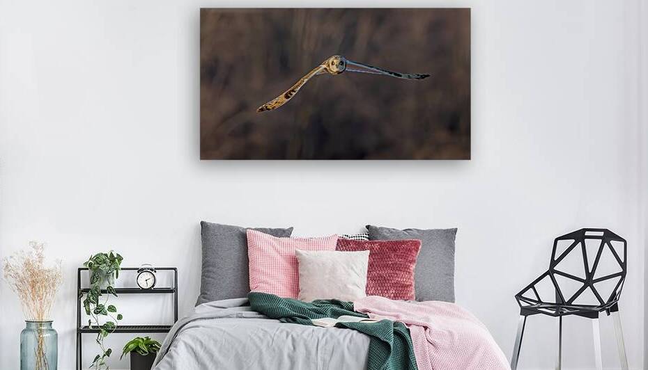Short eared Owl by 3rd Street Photography