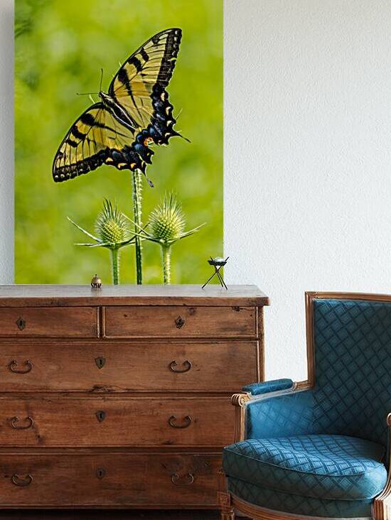 Swallowtail by 3rd Street Photography