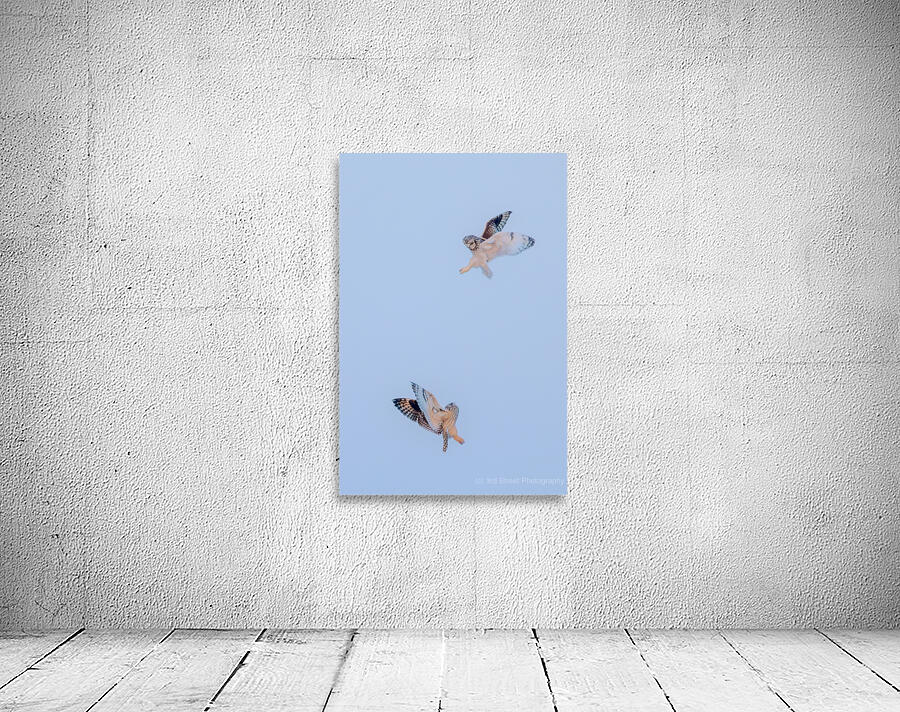 Short eared Owls Wall Preview