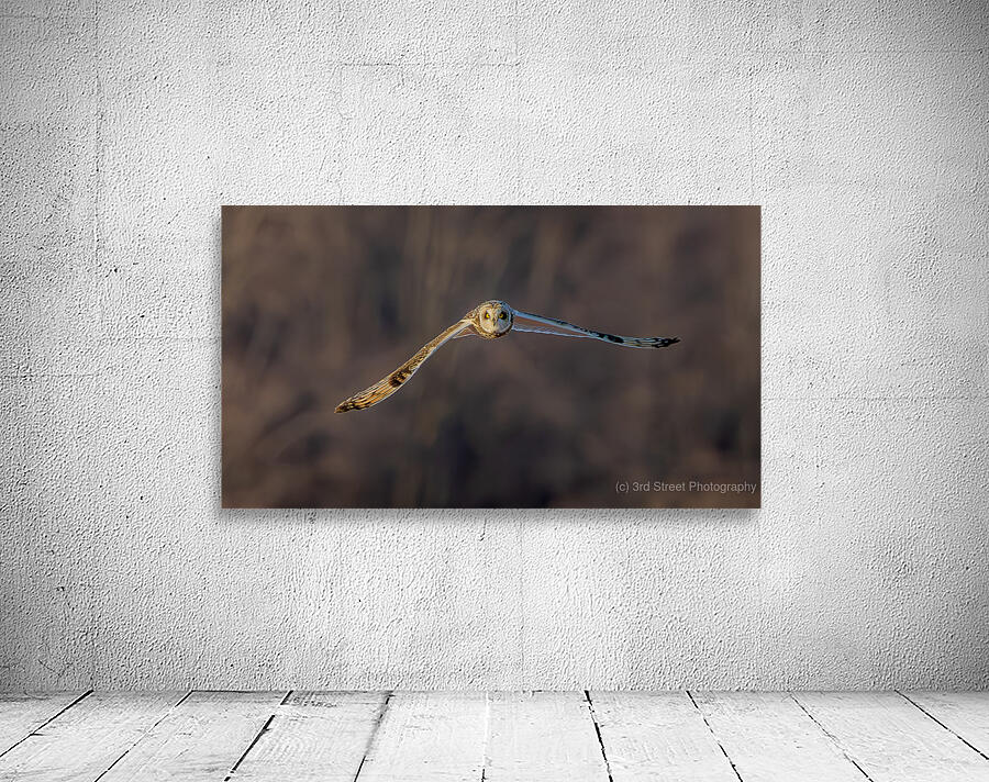 Short eared Owl Wall Preview