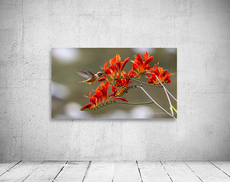 Rufous Hummingbird Wall Preview