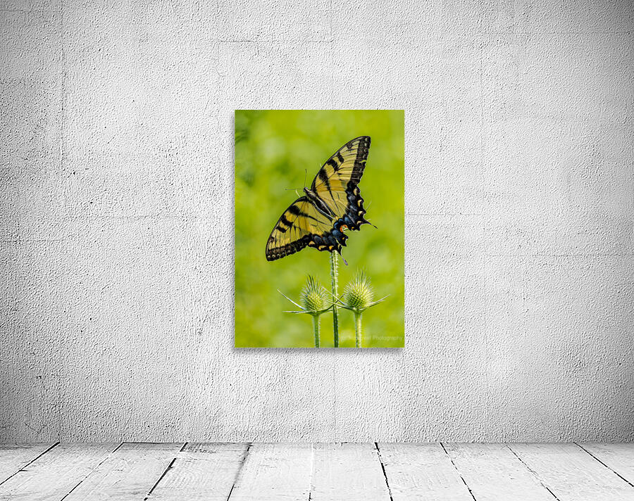 Swallowtail Wall Preview