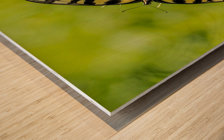 Swallowtail Wood print