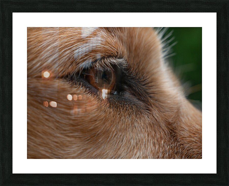 Wellington 1 Picture Frame print