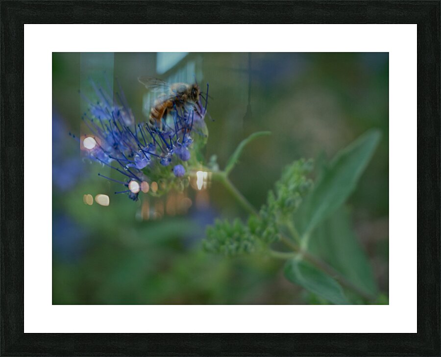 Bees 1 Picture Frame print