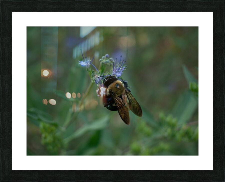 Bees 2 Picture Frame print