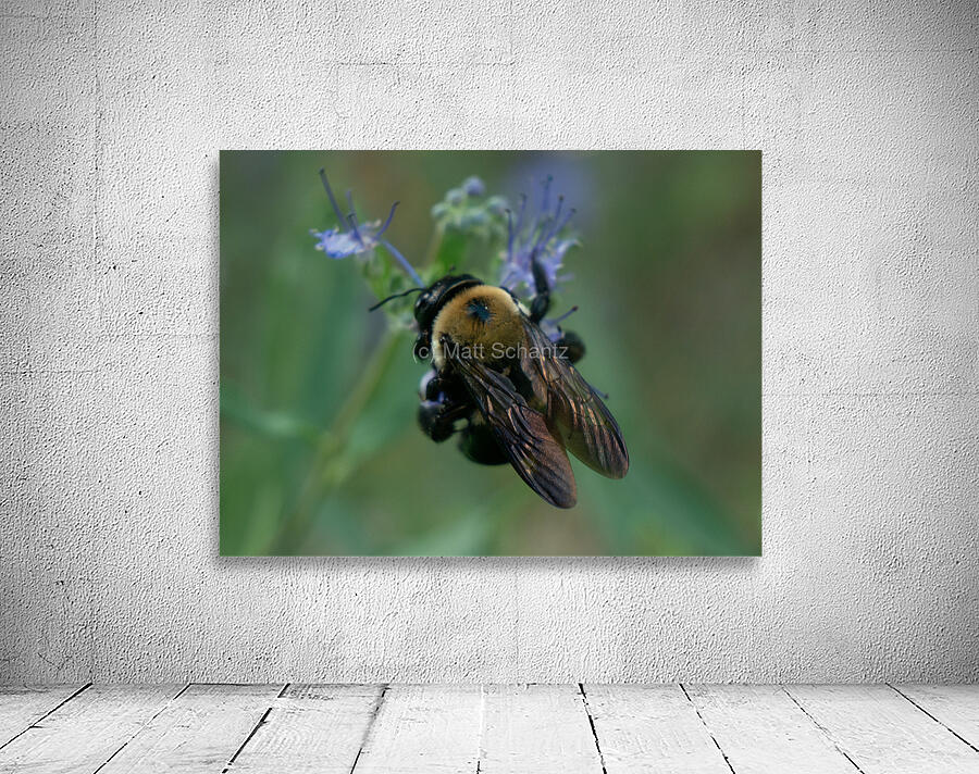 Bees 3 Wall Preview