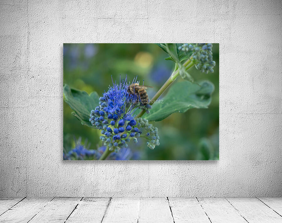 Bees 5 Wall Preview