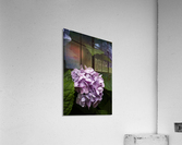IMG 5902 Acrylic Print