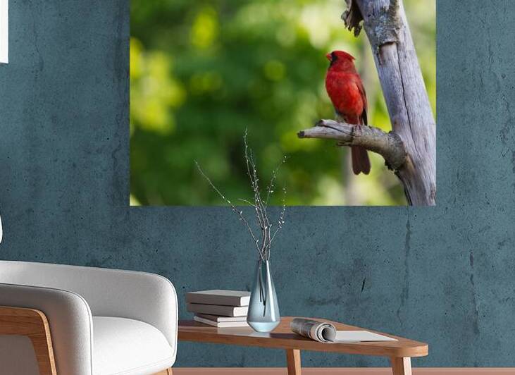 20250707 1P4A2956 Wildlife Birds Northern Cardina by Timothy Crabtree