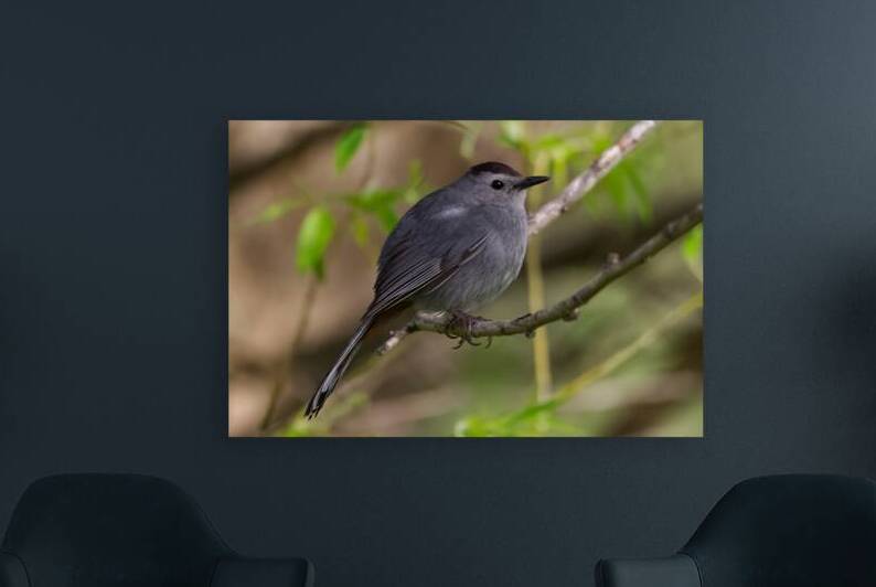 20250524 1P4A2402 Wildlife Birds Gray Catbird by Timothy Crabtree