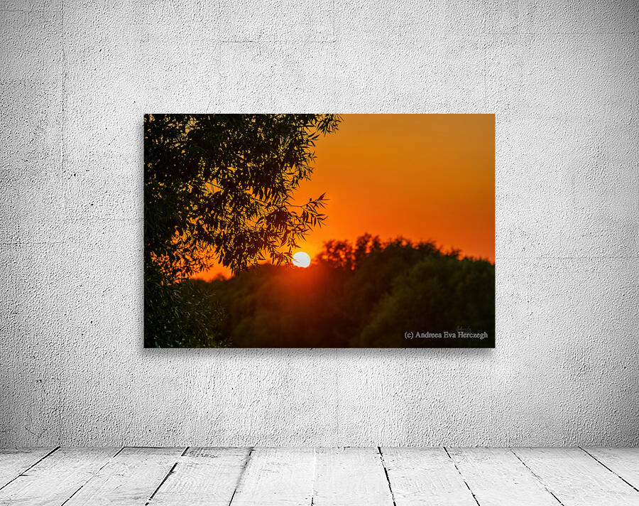Summer Sunset Through The Branches Wall Preview