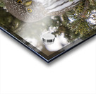 Northern Pygmy Owl 7469  Acrylic print