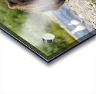 Coastal Brown Bear 7493 Acrylic print