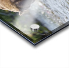 Coastal Brown Bear 5755 Acrylic print