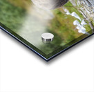 Coastal Brown Bear 5952 Acrylic print