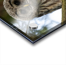 5319 - Juvenile Barred Owl Acrylic print