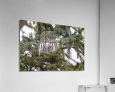 Northern Pygmy Owl 7469  Acrylic Print