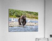 Coastal Brown Bear 7493 Acrylic Print