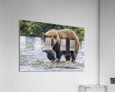 Coastal Brown Bear 5755 Acrylic Print