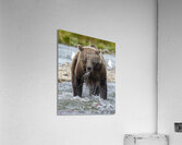Coastal Brown Bear 8027 Acrylic Print