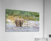 Coastal Brown Bear 5952 Acrylic Print