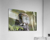 Great Grey Owl - Eye to Eye Acrylic Print