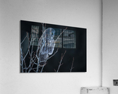 Great Grey Owl Acrylic Print