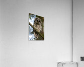 5319 - Juvenile Barred Owl Acrylic Print