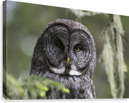 Great Grey Owl - Eye to Eye Canvas Print