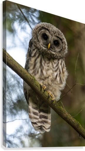 5319 - Juvenile Barred Owl Canvas Print