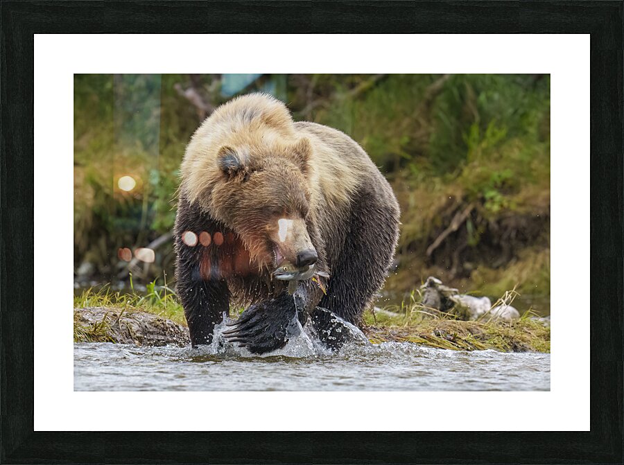 Brown Bear with Fish 0861 Picture Frame print