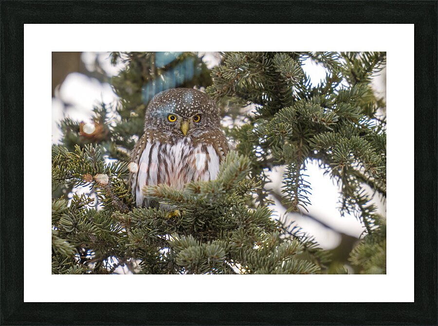 Northern Pygmy Owl 7469  Picture Frame print