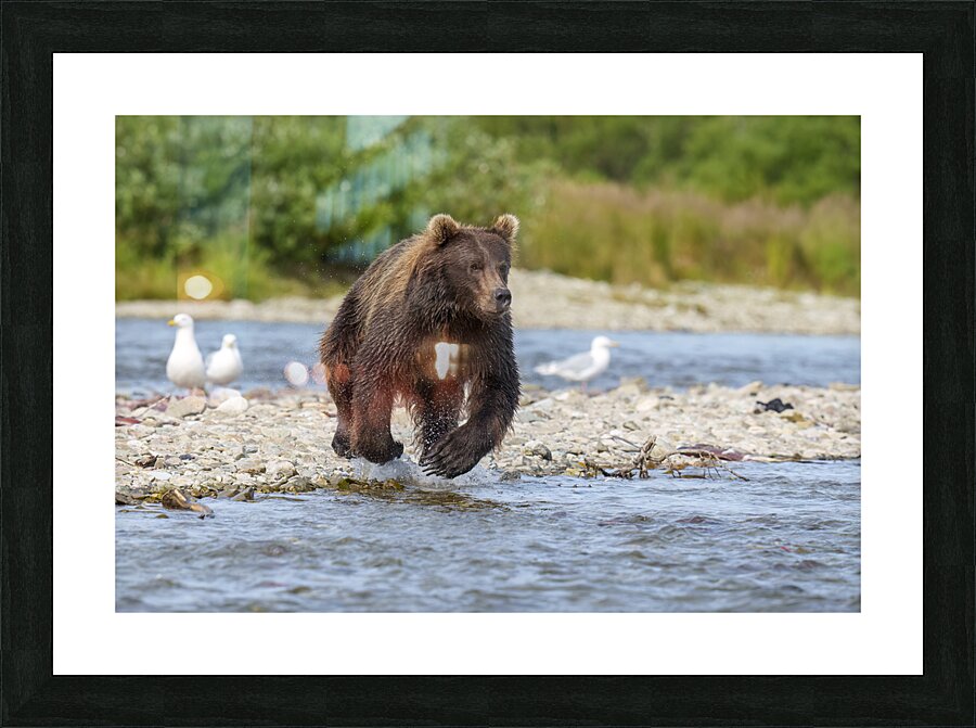 Coastal Brown Bear 7493 Picture Frame print