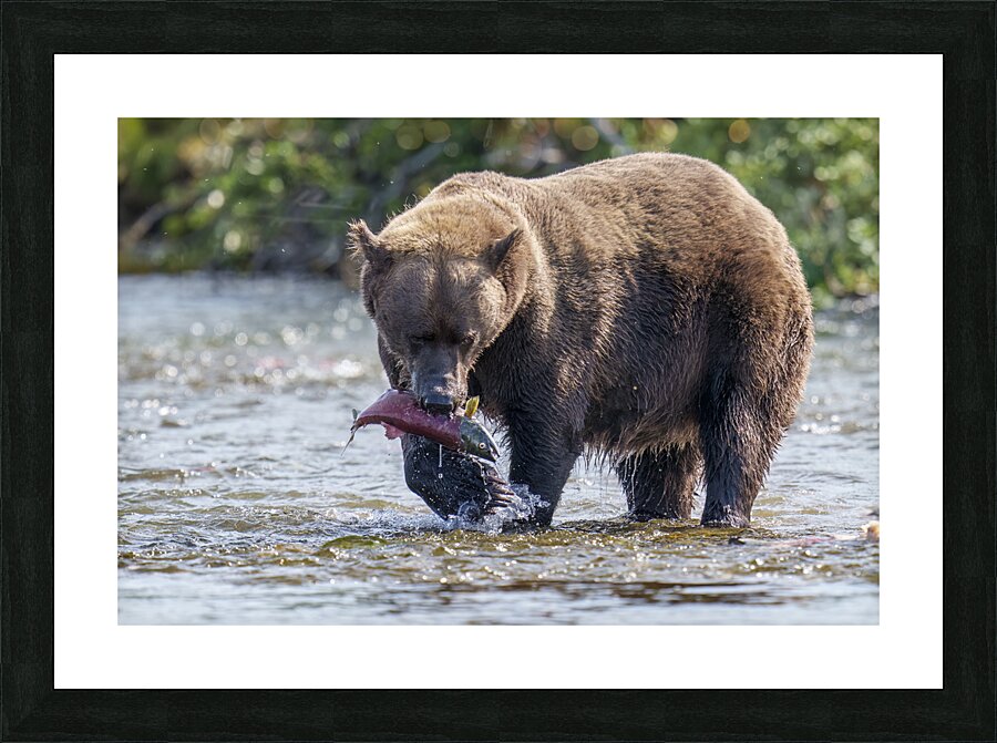 Coastal Brown Bear 5755 Picture Frame print