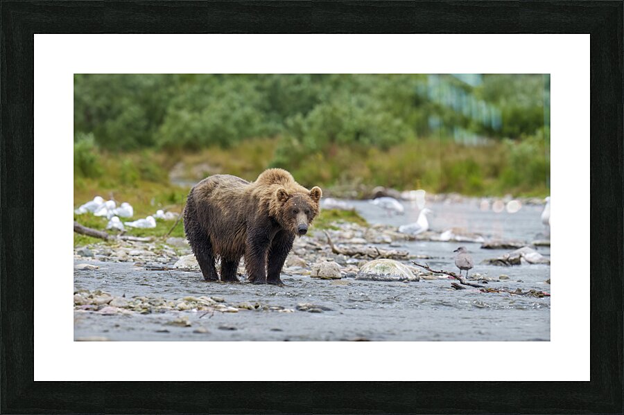 Coastal Brown Bear 5952 Picture Frame print