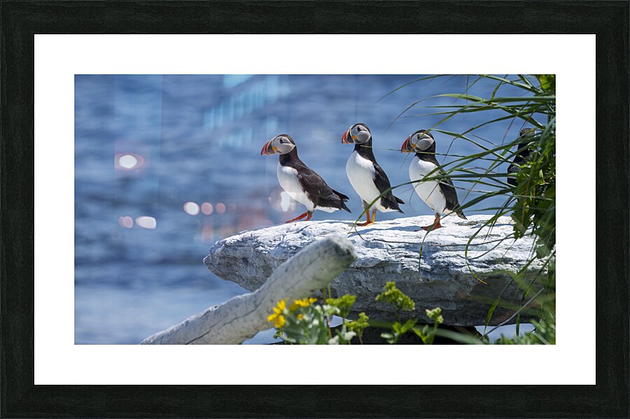 Atlantic Puffins 4754 Picture Frame print