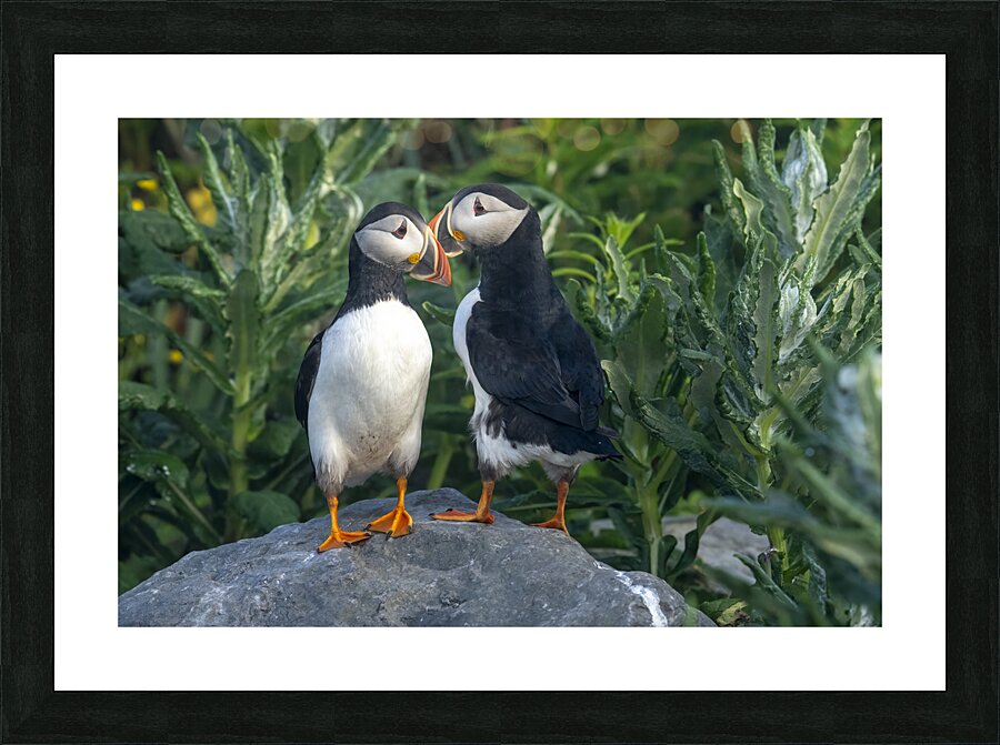 Atlantic Puffin 3258 Picture Frame print
