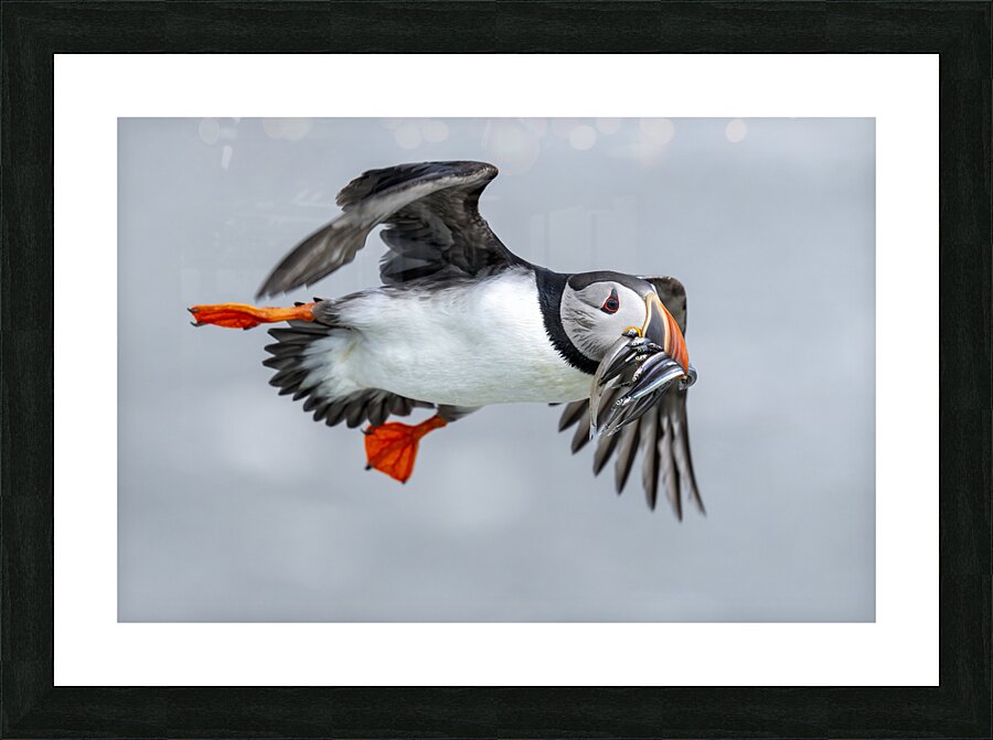 Atlantic Puffin 6783 Picture Frame print