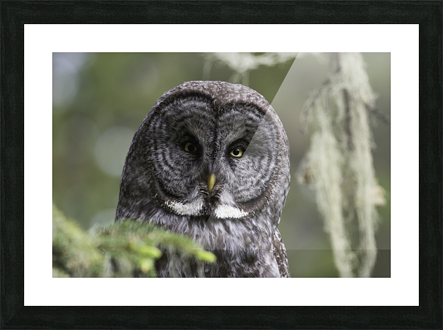 Great Grey Owl - Eye to Eye Picture Frame print