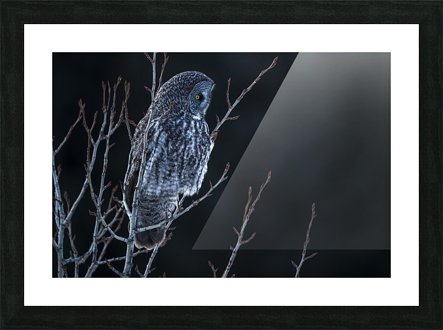 Great Grey Owl Picture Frame print