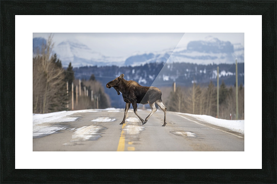 5735 - Moose Crossing Picture Frame print