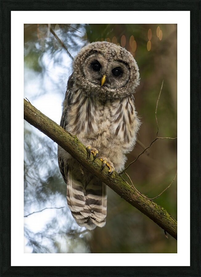 5319 - Juvenile Barred Owl Picture Frame print